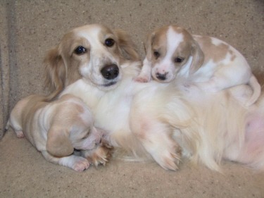 english cream piebald dachshund