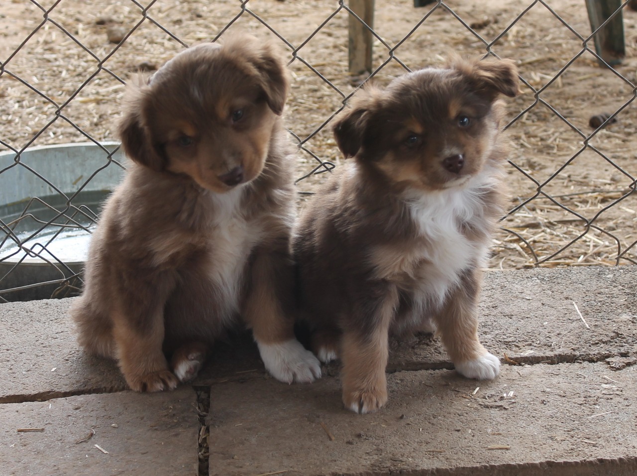 Smith Farm Miniature Australian Shepherd Breeder Lexington Alabama