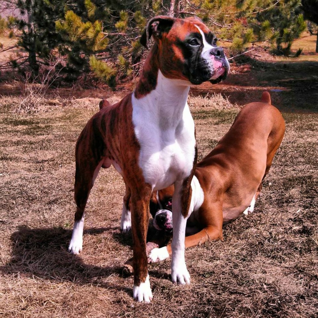 boxer puppies minnesota boxer puppies minnesota
