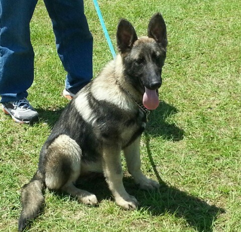 Georgia German Shepherds | German Shepherd Dog Breeder ...