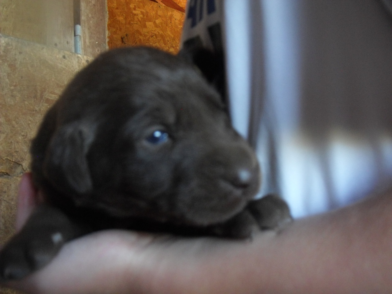 Silver Factor Puppies | Labrador Retriever Breeder | West Haven, Utah
