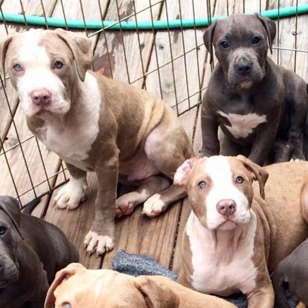 The Lineup Kennels American Pit Bull Terrier Breeder Danbury