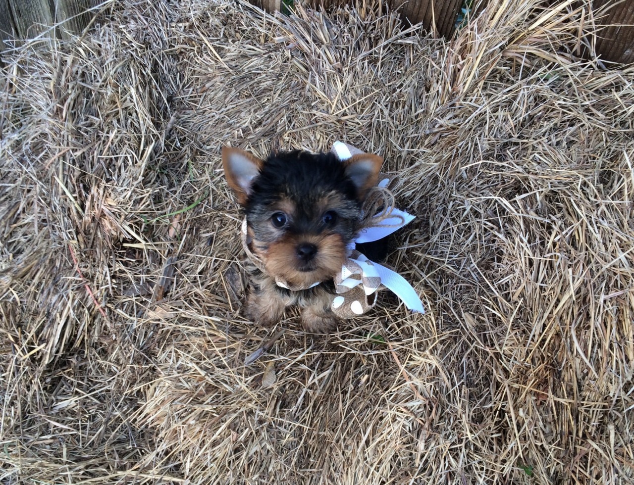 Yorkshire Terrier Puppies For Sale Memphis Tn