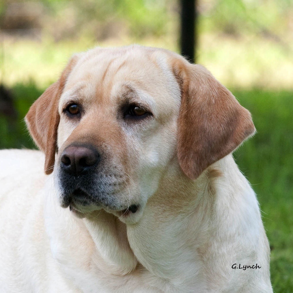 MoonLit Labradors | Labrador Retriever Breeder | springville, New York