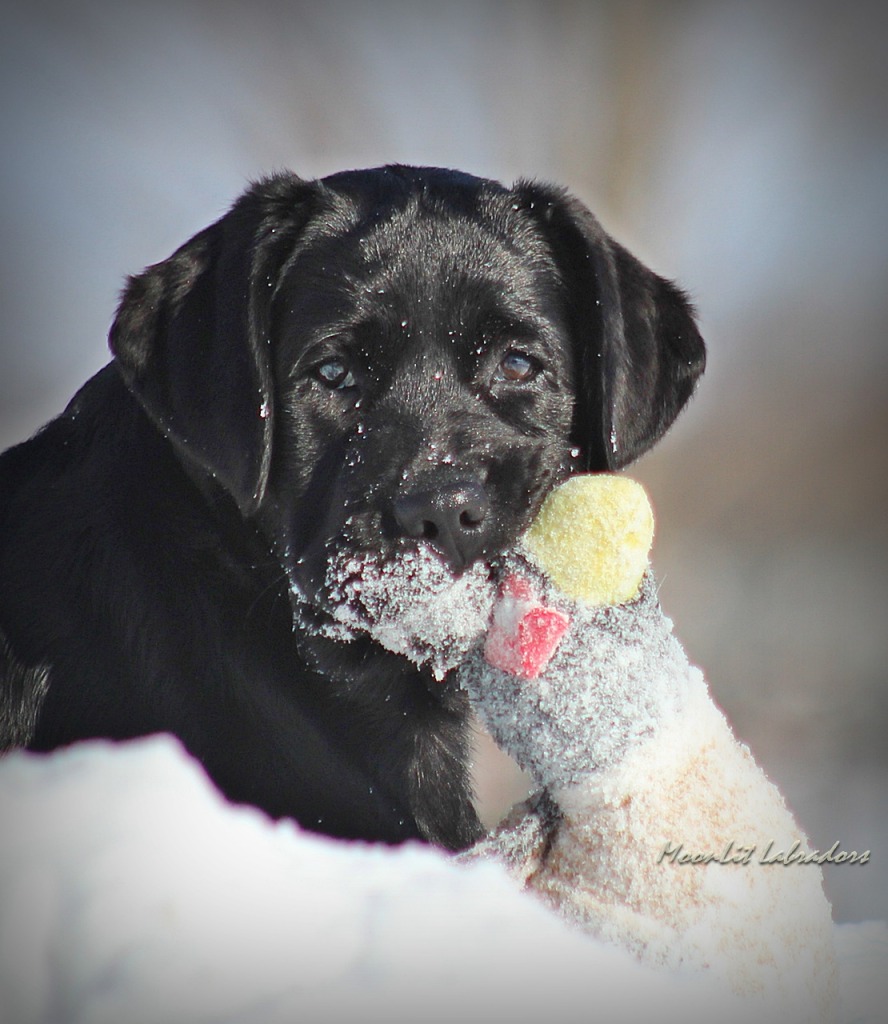 MoonLit Labradors | Labrador Retriever Breeder | springville, New York