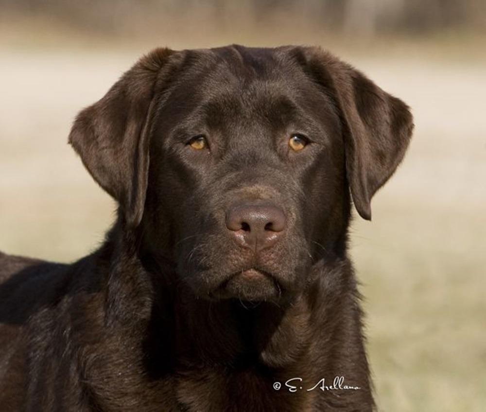 MoonLit Labradors | Labrador Retriever Breeder | springville, New York