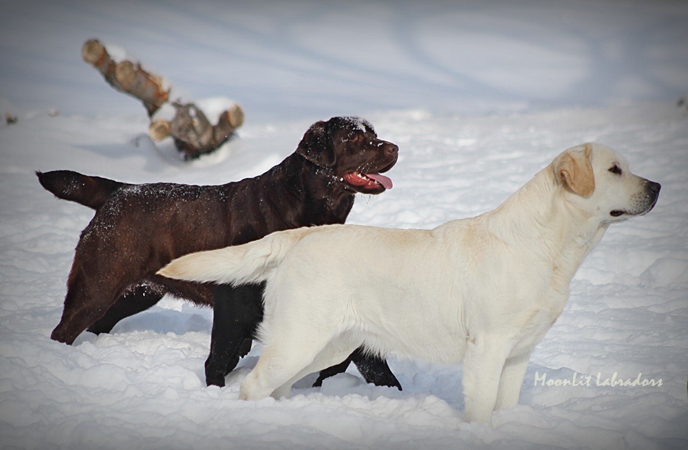 MoonLit Labradors | Labrador Retriever Breeder | springville, New York