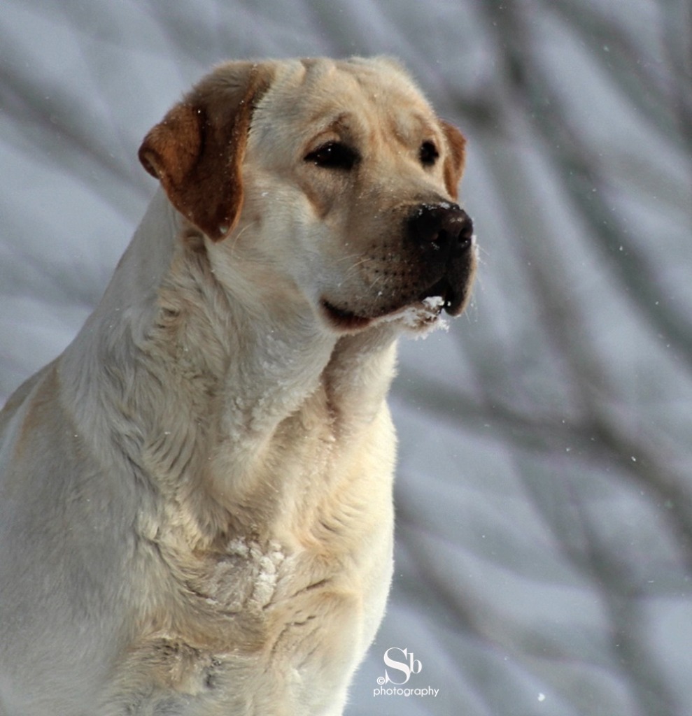 MoonLit Labradors | Labrador Retriever Breeder | springville, New York