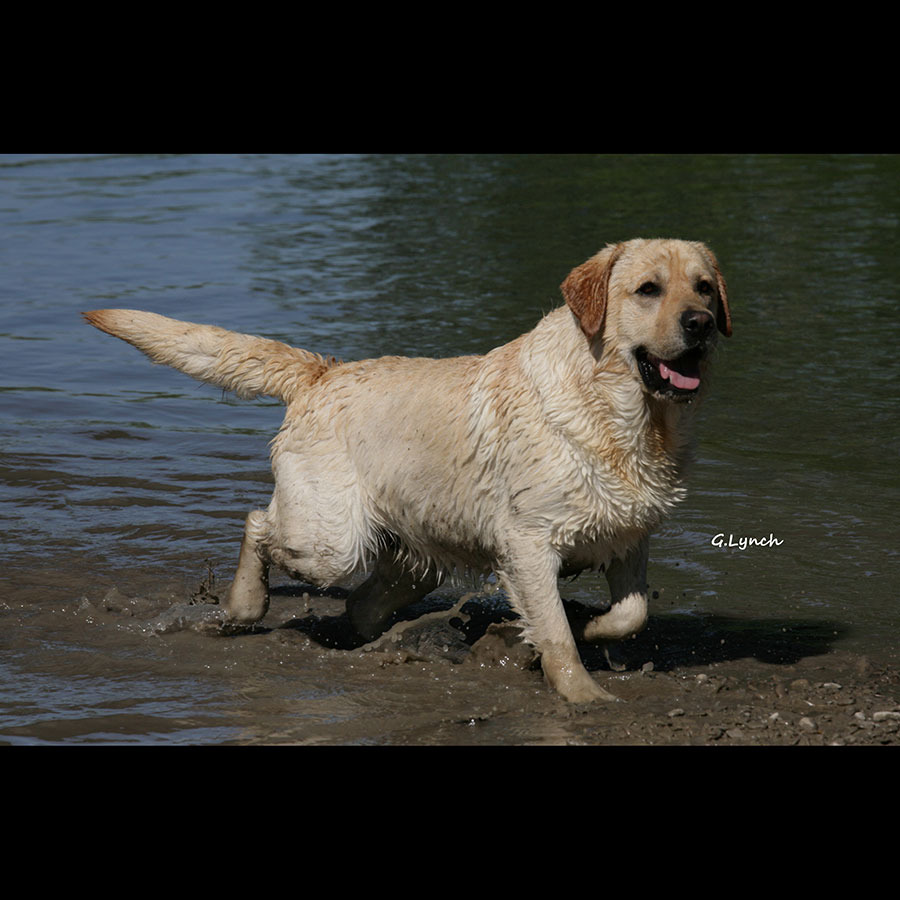 MoonLit Labradors | Labrador Retriever Breeder | springville, New York