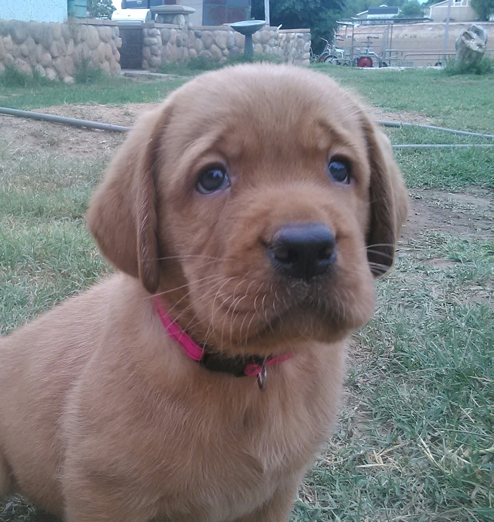 Fox Red Labs 4 U | Labrador Retriever Breeder | Norco, California