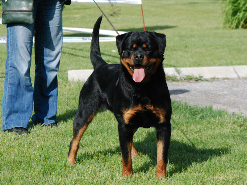 Quarterwoods | Rottweiler Breeder | Morrow, Ohio