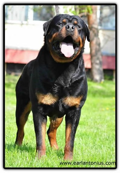 Vom Rottweiler Vom Bullenfeld Rottweilers | Rottweiler Breeder | Kingdom City, Missouri
