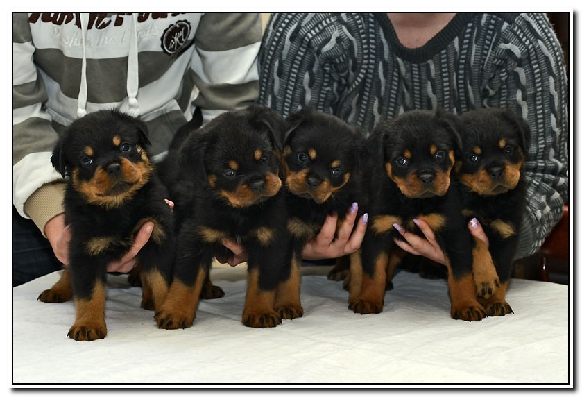 Vom Rottweiler Vom Bullenfeld Rottweilers | Rottweiler Breeder | Kingdom City, Missouri
