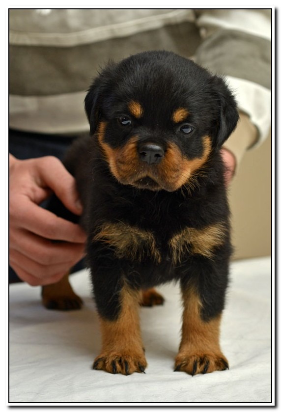 Vom Rottweiler Vom Bullenfeld Rottweilers | Rottweiler Breeder | Kingdom City, Missouri
