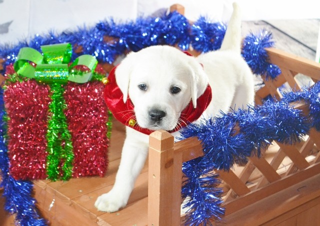 Winter Valley Labs Labrador Retriever Breeder Hatley Wisconsin