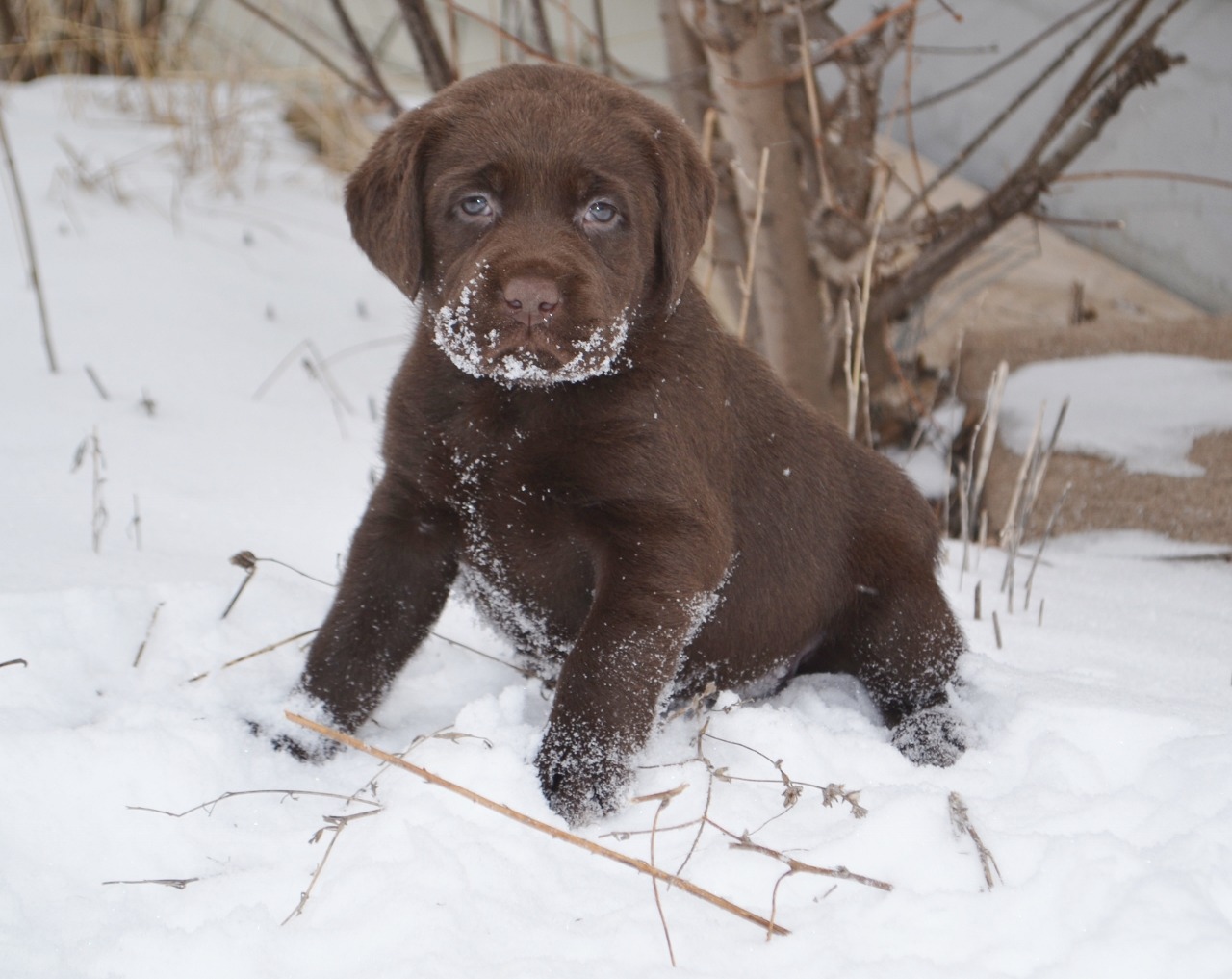 Winter Valley Labs Labrador Retriever Breeder Hatley Wisconsin