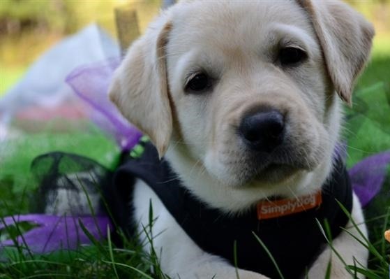 Winter Valley Labs Labrador Retriever Breeder Hatley Wisconsin