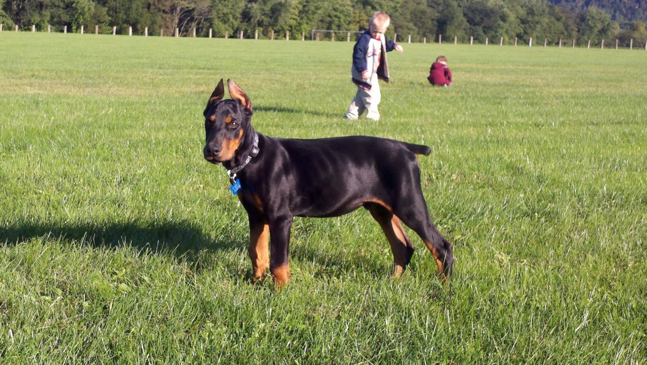 Bowen's Dobermans Doberman Pinscher Breeder Otway, Ohio