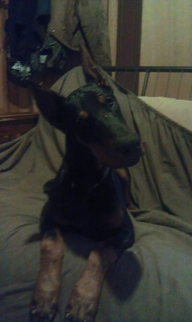 Bowen's Dobermans Doberman Pinscher Breeder Otway, Ohio