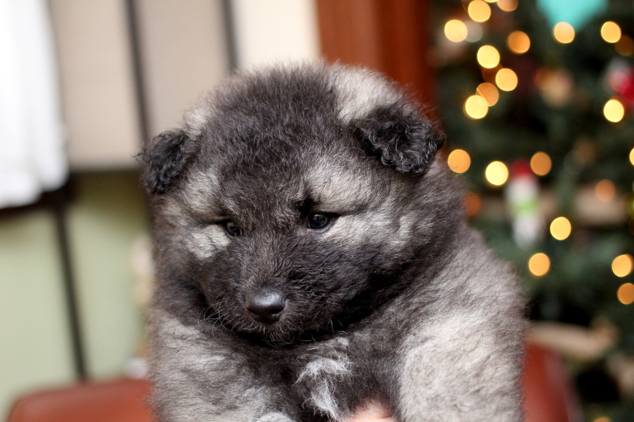 PXTIDY Keeshond Gartenflagge A House Is Not A Home Without A