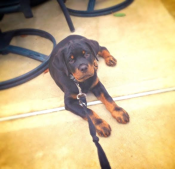 Euro Rotti | Rottweiler Breeder | OldBridge, New Jersey
