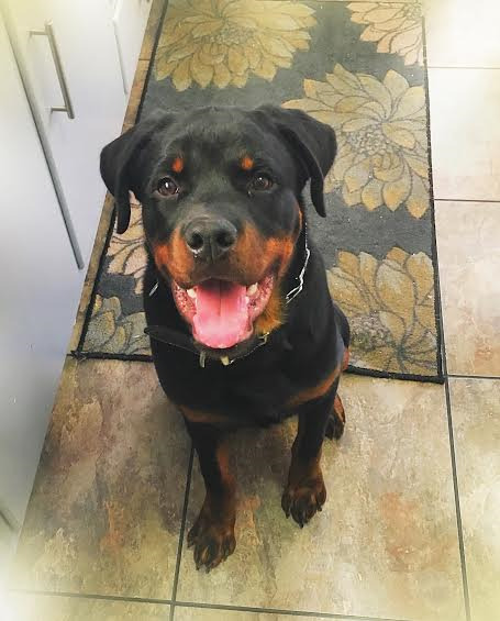 Euro Rotti | Rottweiler Breeder | OldBridge, New Jersey