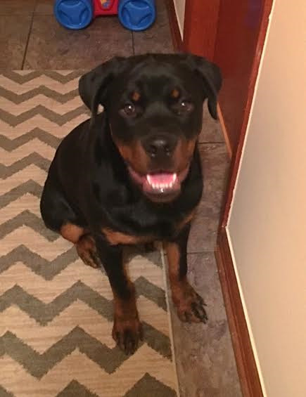 Euro Rotti | Rottweiler Breeder | OldBridge, New Jersey