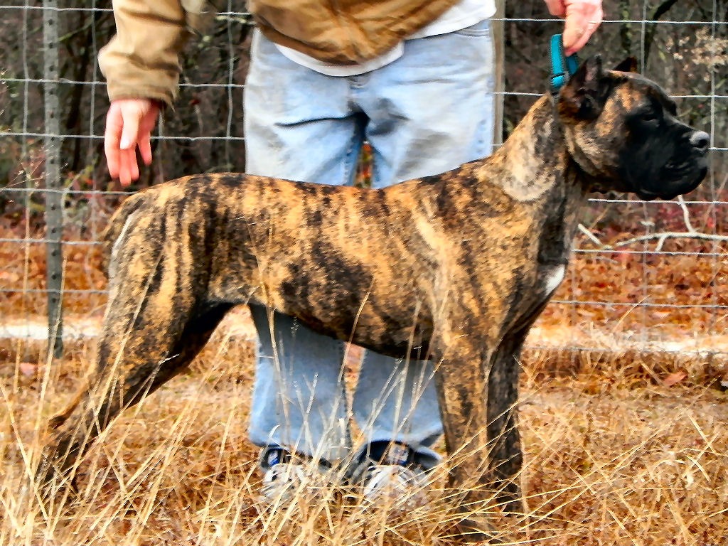 Trailhead Cane Corso Cane Corso Breeder Augusta Georgia