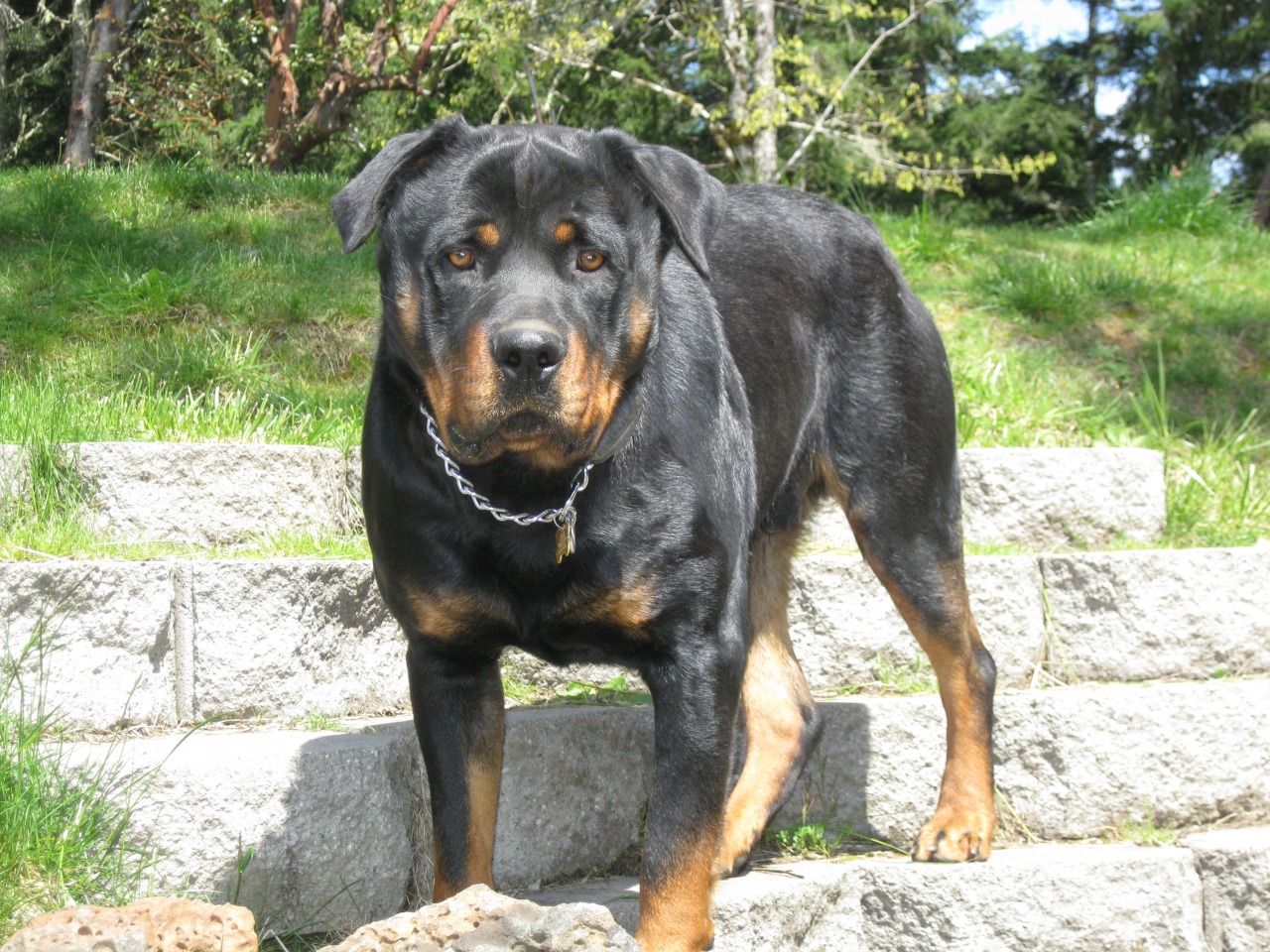 Shooting Stars Investments | Rottweiler Breeder | Elkton, Oregon