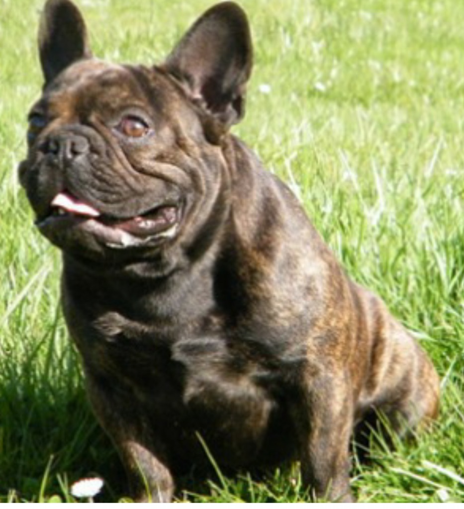 Lmg bullies | French Bulldog Breeder | Dallas, Texas Lmg bullies | French Bulldog Breeder | Dallas, Texas