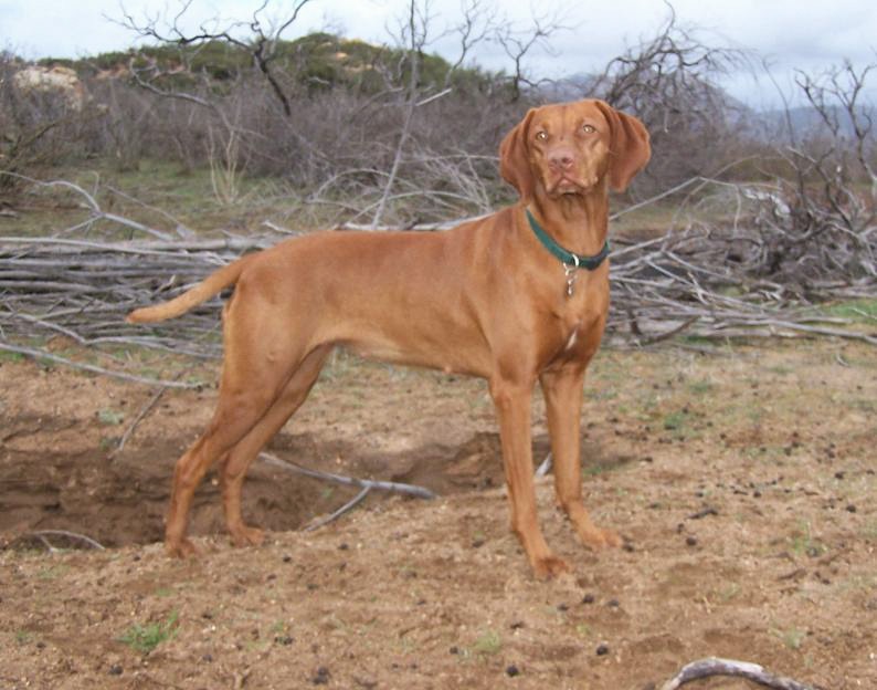 Red Dog Ranch | Vizsla Breeder | Ramona, California