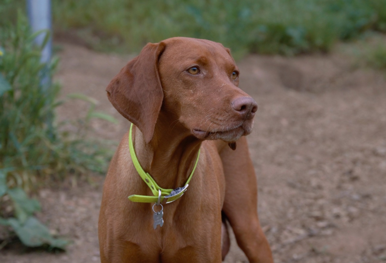 Red Dog Ranch | Vizsla Breeder | Ramona, California