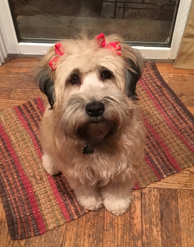 soft wheaten terrier for sale near me