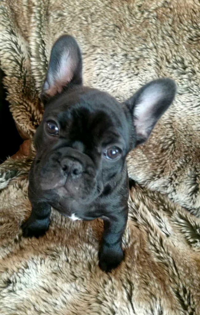 Zwilling Boxers and French Bulldogs | French Bulldog Breeder | carvel