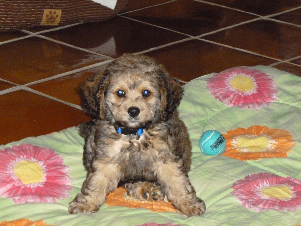 Beach and River Cockapoo's | Cockapoo Breeder | Sarasota, Florida