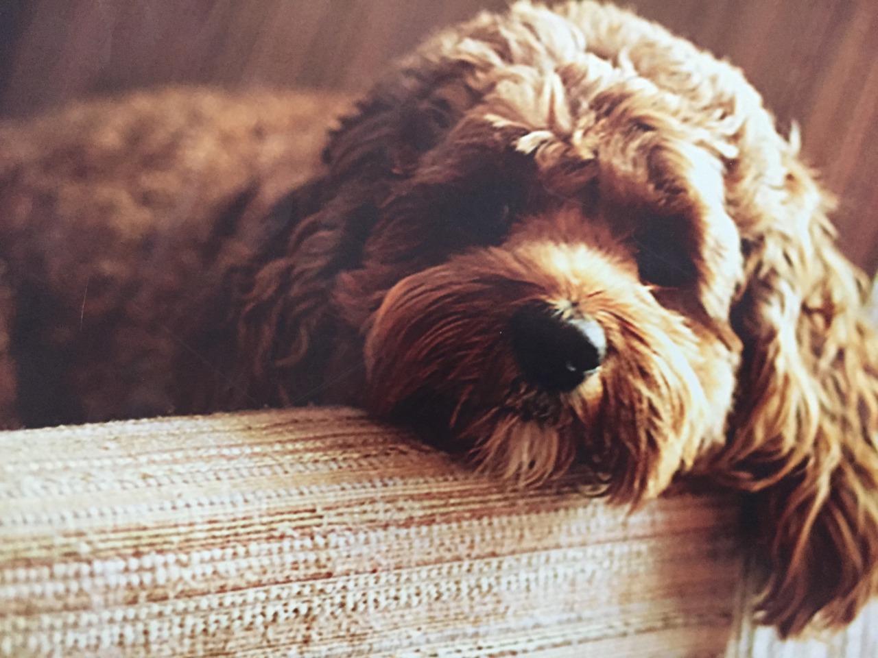 Beach and River Cockapoo's | Cockapoo Breeder | Sarasota, Florida