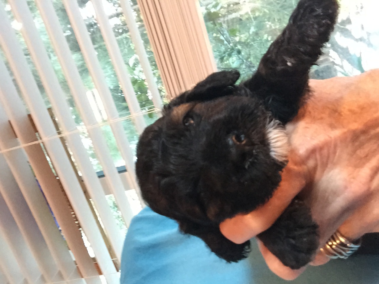 Beach and River Cockapoo's | Cockapoo Breeder | Sarasota, Florida