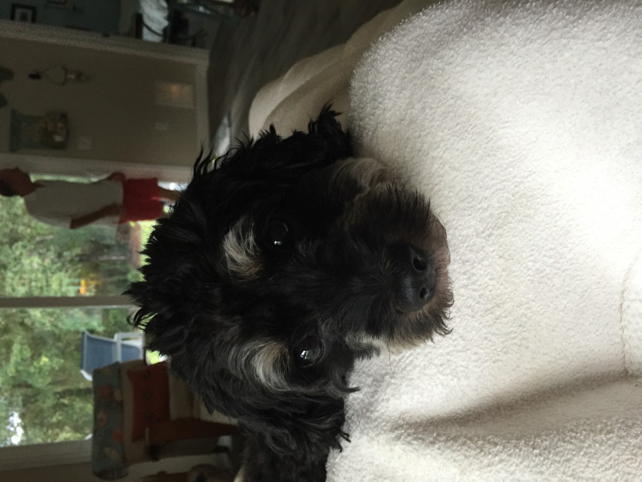 Beach and River Cockapoo's | Cockapoo Breeder | Sarasota, Florida