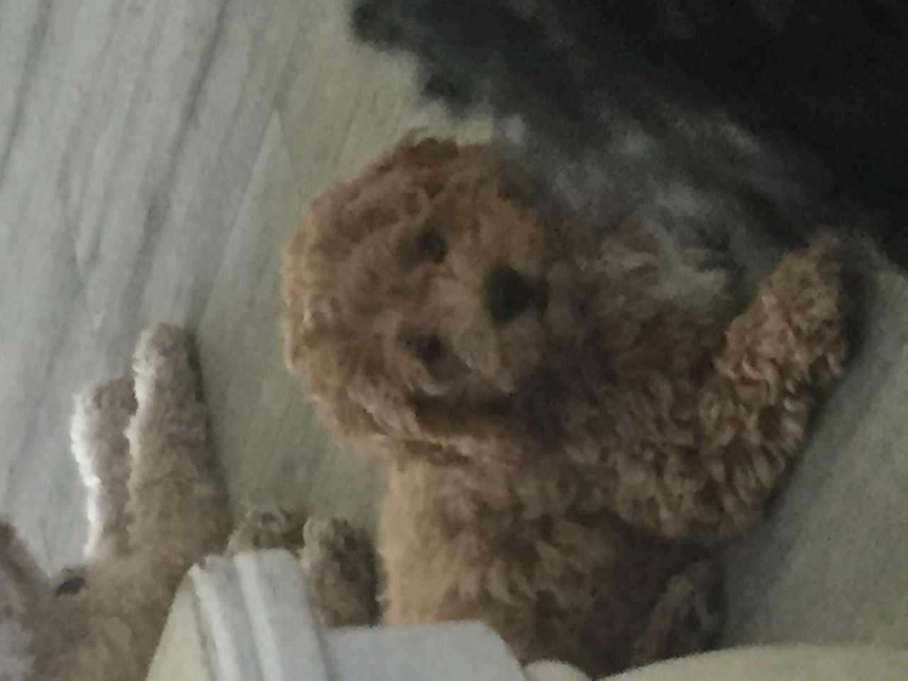 Beach and River Cockapoo's | Cockapoo Breeder | Sarasota, Florida