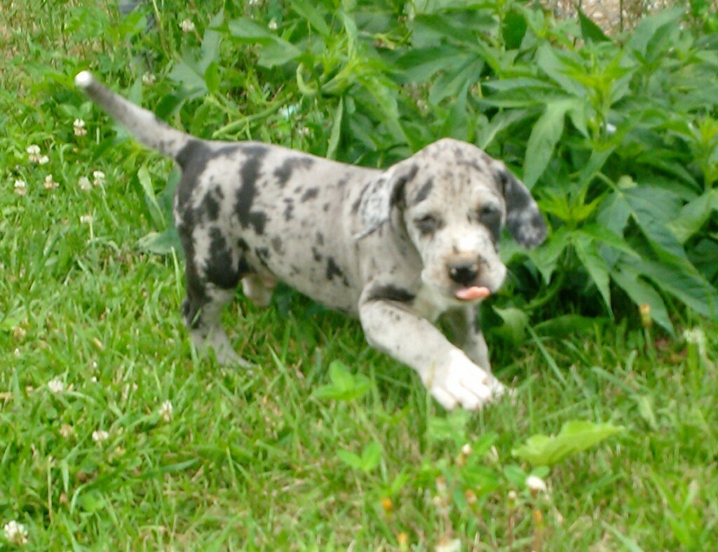 Great danes Great Dane Breeder Coatesville, IN, Indiana