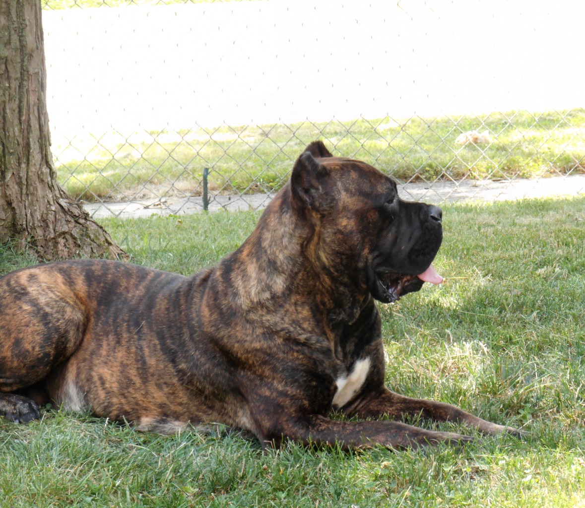Baums Cane Corsos Cane Corso Breeder Cincinnati Ohio
