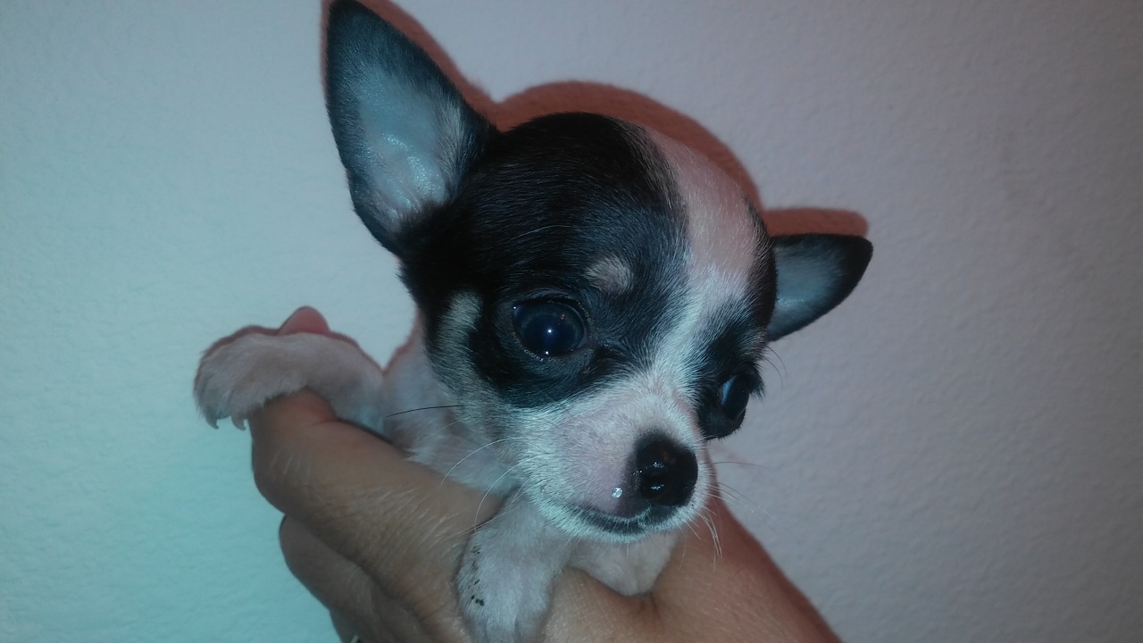 AKC Chihuahua Puppies for Sale Chihuahua Breeder