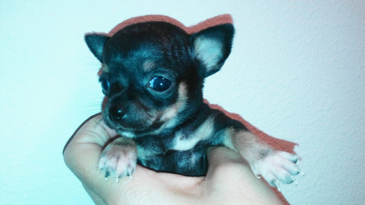 AKC Chihuahua Puppies for Sale Chihuahua Breeder