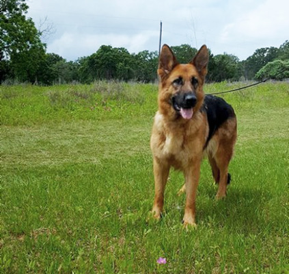 Big Red Texas German Shepherds Ranch | German Shepherd Dog Breeder ...