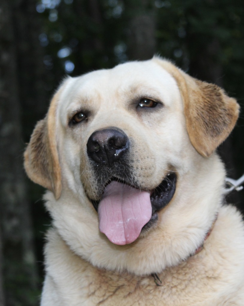 Real Life Labrador Lake Life Labradors | Labrador Retriever Breeder | Murphy, North Carolina