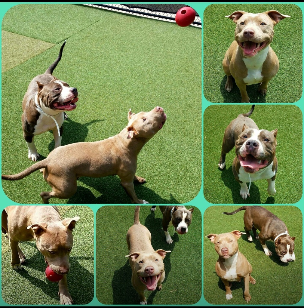 KingMaull Bullies American Pit Bull Terrier Breeder New Orleans