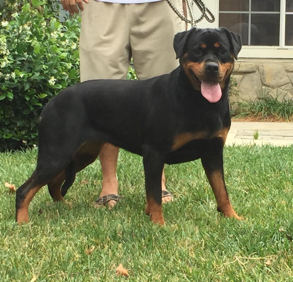 akc german rottweiler