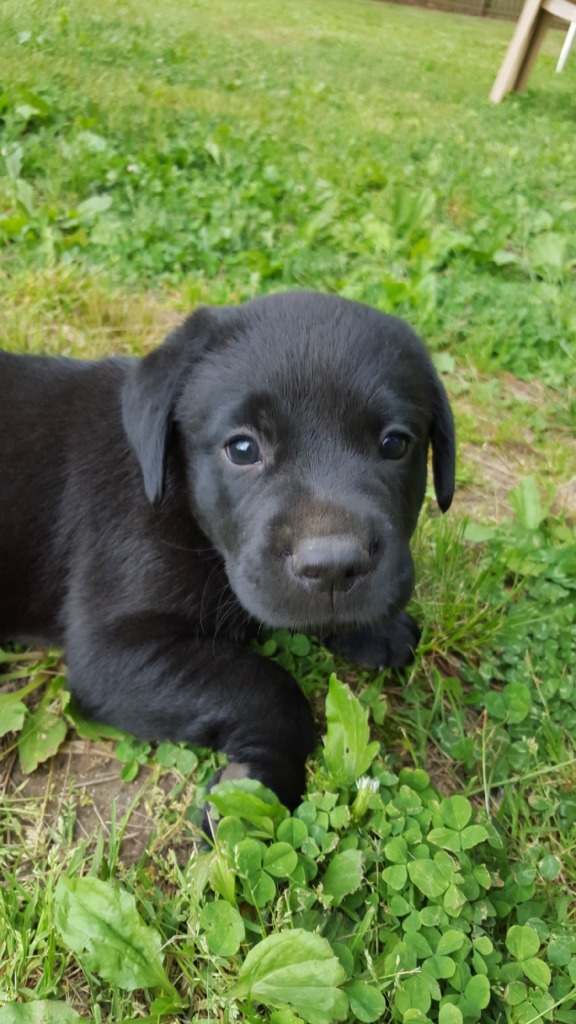 Wslt Nelson | Labrador Retriever Breeder | Ozark, Missouri