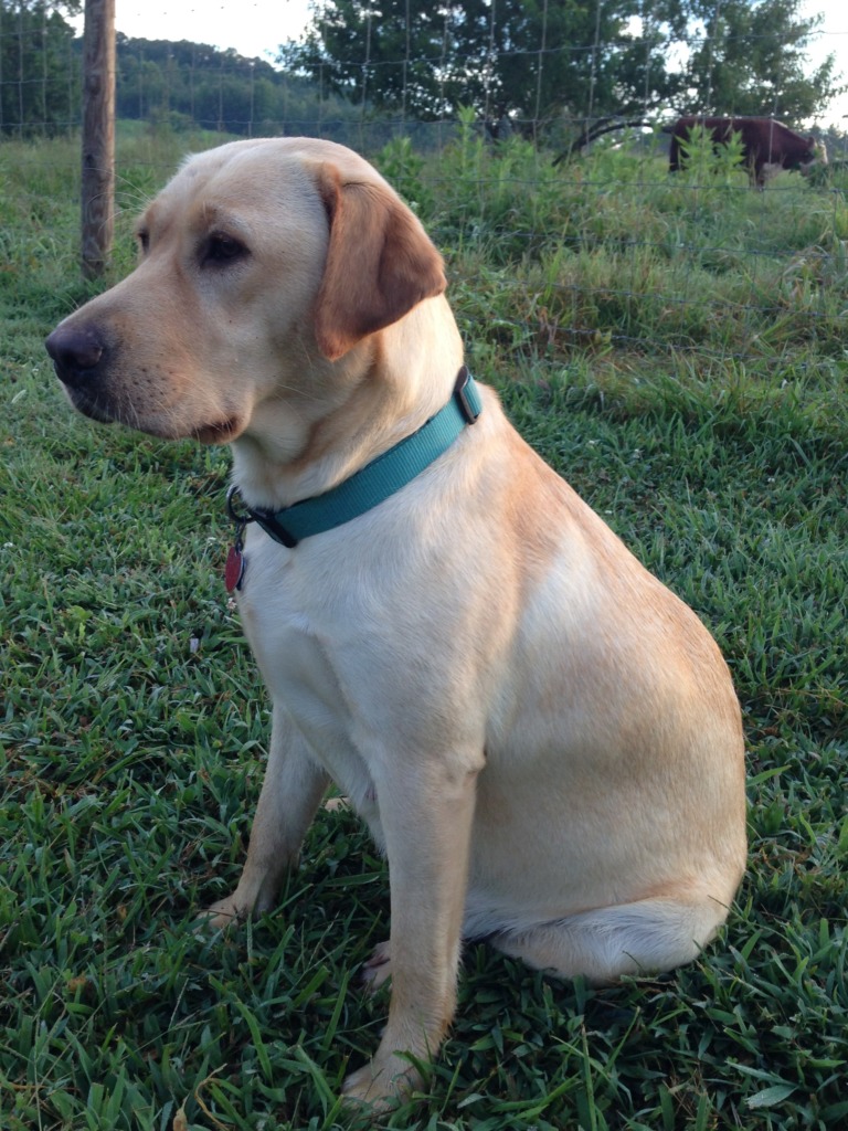 Luvmylabs Labrador Retriever Breeder Marietta South