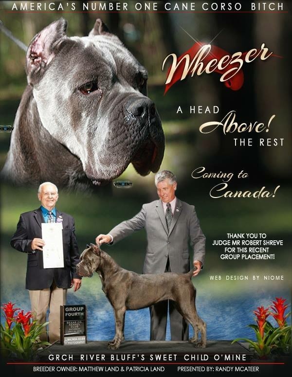 River Bluff Cane Corsos Cane Corso Breeder Burlison